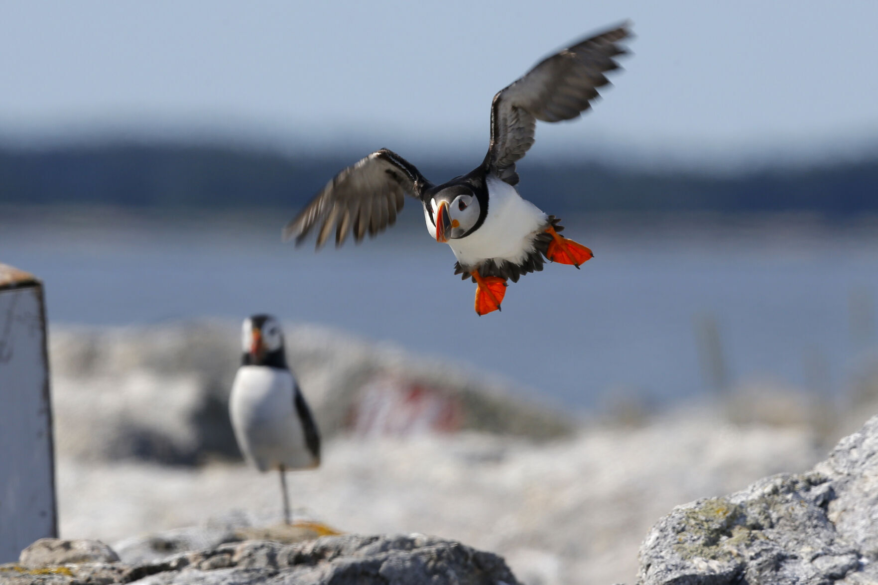 Puffin